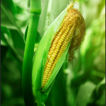 Corn