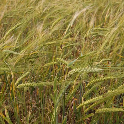 Cereal Rye