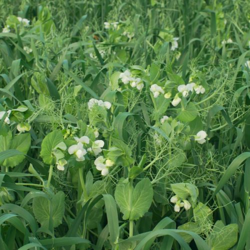 Green Mix 60/40 (Oats/Peas)