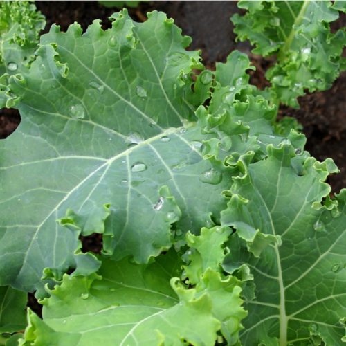 Kale, Premier