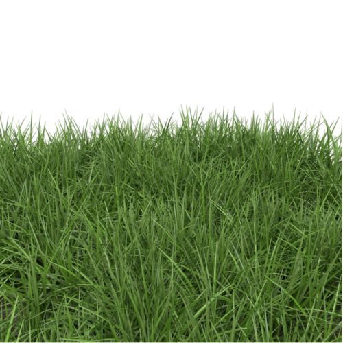 Ryegrass annual