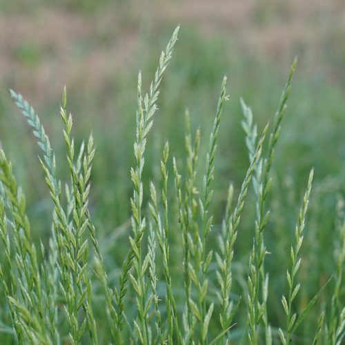 Ryegrass perennial