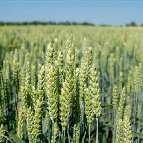 Spring Barley