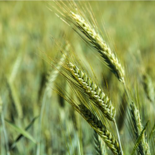 Spring Triticale, VNS
