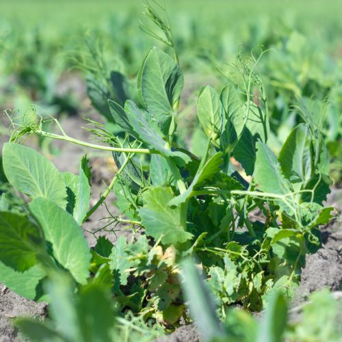Austrian Winter Peas