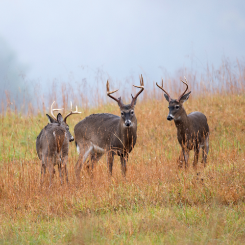 Fall Deer Mix