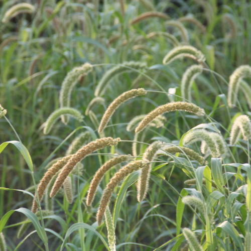 Foxtail Millet, Golden German