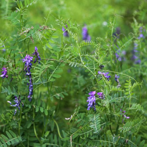Hairy Vetch