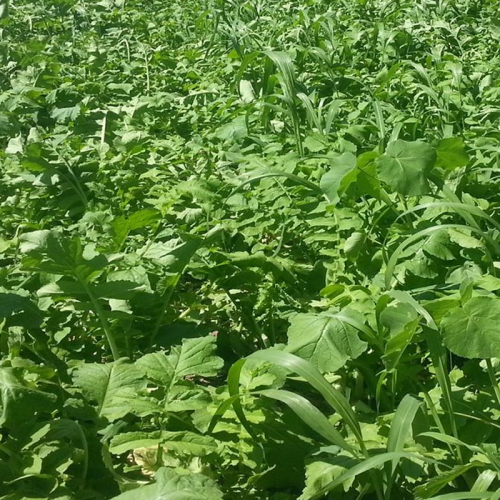 Hybrid Forage Brassica