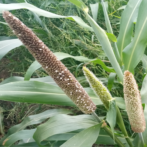 Hybrid Pearl Millet