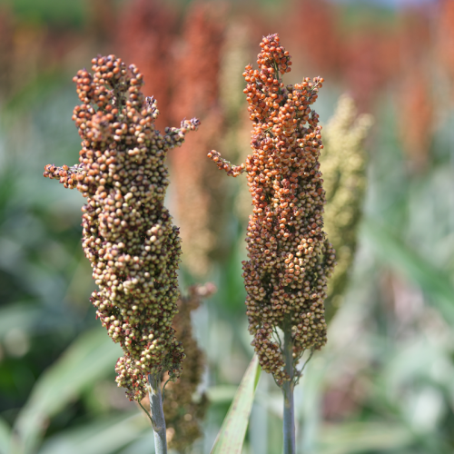 Japanese Millet