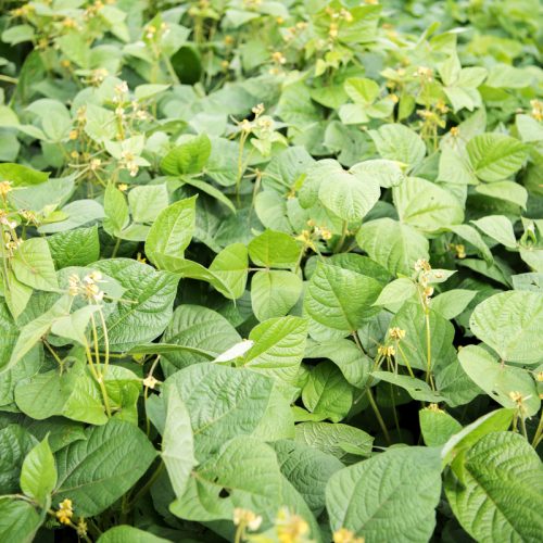 Mung Beans