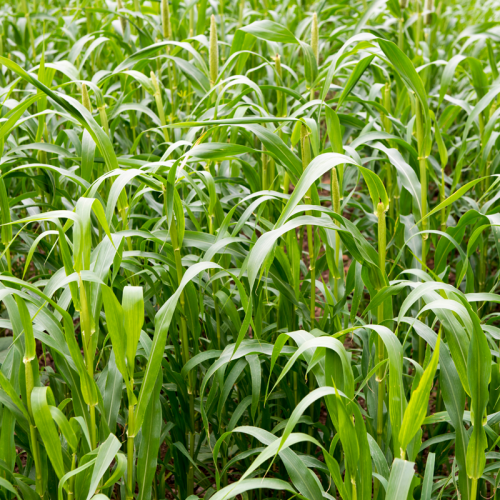 BMR Dwarf Hybrid Pearl Millet