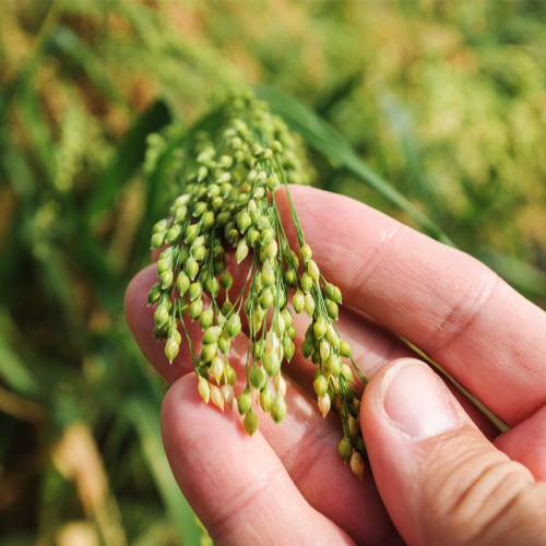 Japanese Millet Coastal Seeds LLC.
