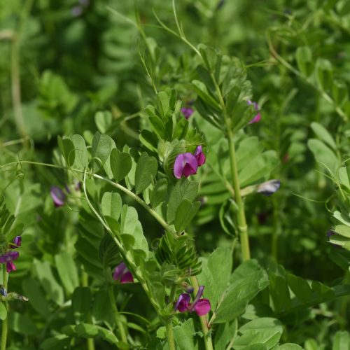 Common Vetch