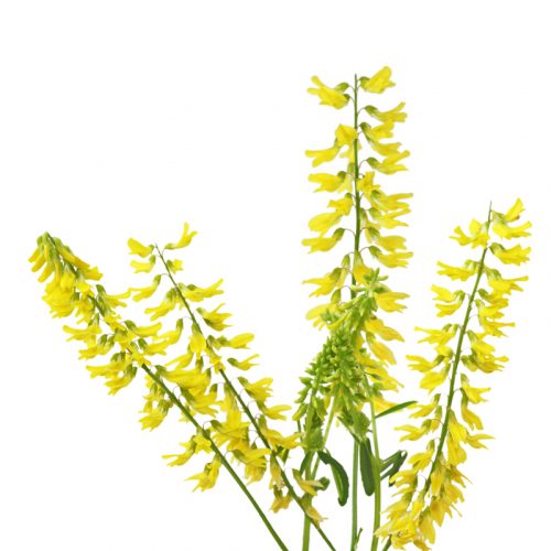 Yellow Blossom